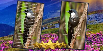 Black Throated Laughingthrush Song screenshot 2