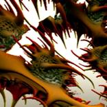 Organism Live Wallpaper