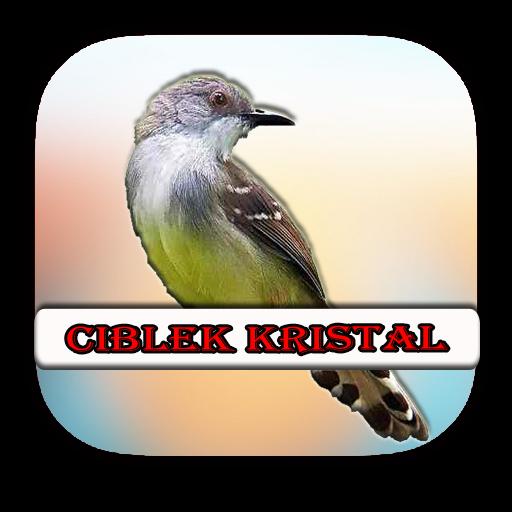 Kicau Ciblek Kristal Terapi For Android Apk Download