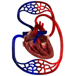 VR Blood Circulation