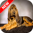 Bloodhound Wallpapers aplikacja