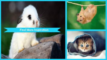 Cute Animal Wallpapers پوسٹر