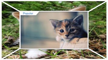 Papel de Parede Cute Cat Live imagem de tela 1