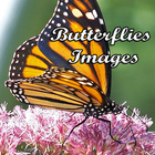 Butterflies Images आइकन