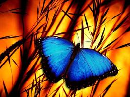Butterflies Images Plakat