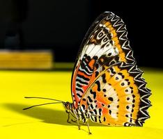 Butterflies Images स्क्रीनशॉट 2
