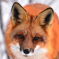 ”World of Animals Free