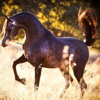 Cool Arabian Horse Game الملصق