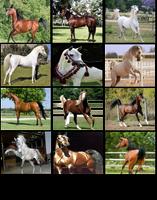 Cool Arabian Horse Game تصوير الشاشة 1
