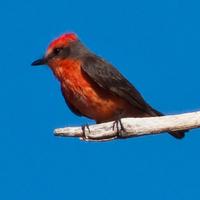 Exotic Bird Breeds Game الملصق