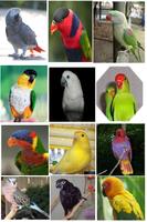 Exotic Bird Breeds Game تصوير الشاشة 1
