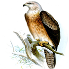 Magnificent Birds Of Prey icon