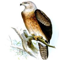 Magnificent Birds Of Prey постер