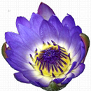 Flowers For Mom Game APK
