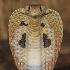 Poisonous Snakes Of The World أيقونة