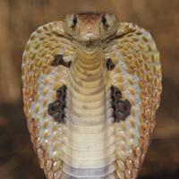 Poisonous Snakes Of The World الملصق