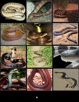 Poisonous Snakes Of The World تصوير الشاشة 1