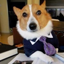 Dog Beds Memory Game APK