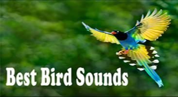 Bird Sounds Ringtones 2017 Cartaz