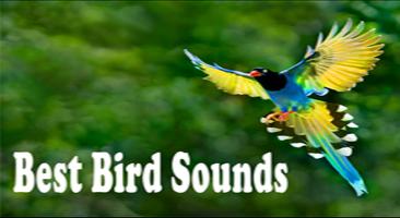 Bird Sounds Ringtones 2017 海報