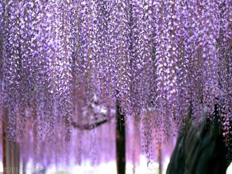 japanese flowers hd wallpapers apk download free personalization