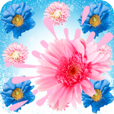 Blossom Candy Mania Puzzle icône