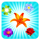 Blossom Crush icon