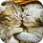 Cute Live Wallpaper आइकन