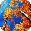 Autumn Live Wallpaper