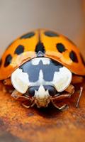 Ladybug Live Wallpaper پوسٹر