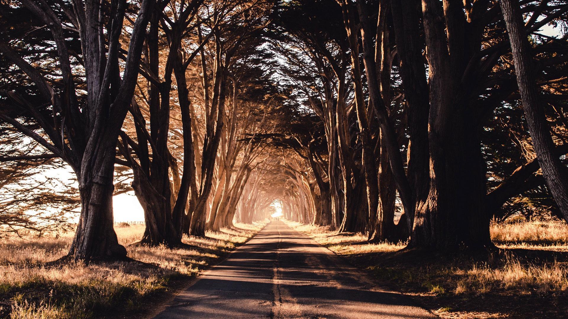 We live nature. Дорога с деревьями. Обои дорога. Тень дерева. Дорога ночь среди деревьев.