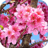 Sakura Live Wallpaper آئیکن