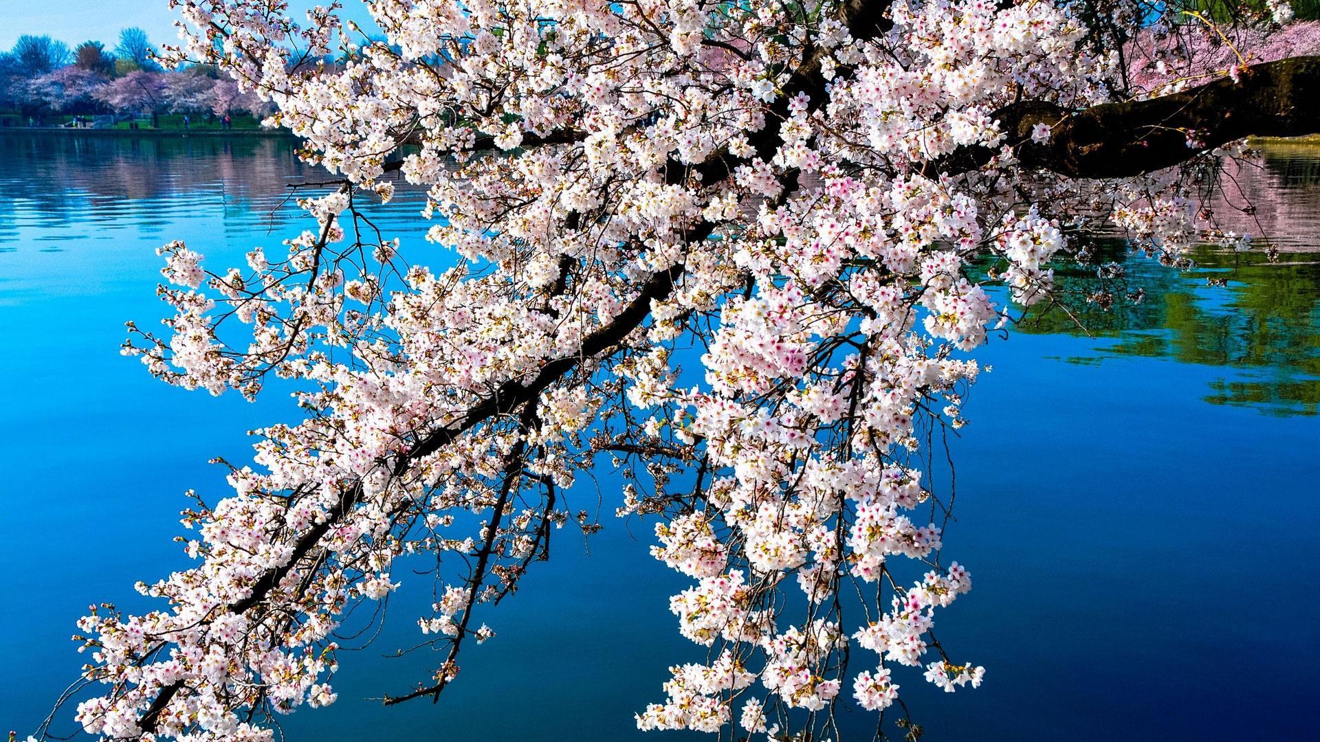 Сакура живые обои. Цветение Сакуры ветка. Красивое цветущее дерево. Цветущая вишня. Красивые цветущие вишни.