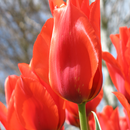 Free Tulips Wallpapers HD aplikacja
