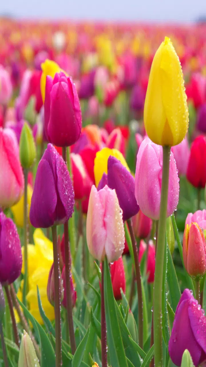 Descarga de APK de Fondos de pantalla tulipanes para Android Descarga de APK de Fondos de pantalla tulipanes para Android