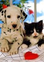 پوستر Dalmatian wallpapers