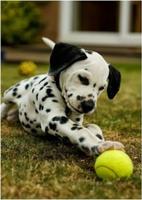 برنامه‌نما Dalmatian wallpapers عکس از صفحه