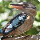 Blue Winged Kookaburra Call: Kookaburra Laugh Song APK