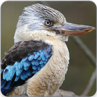 Blue Winged Kookaburra Call : Kookaburra Song आइकन