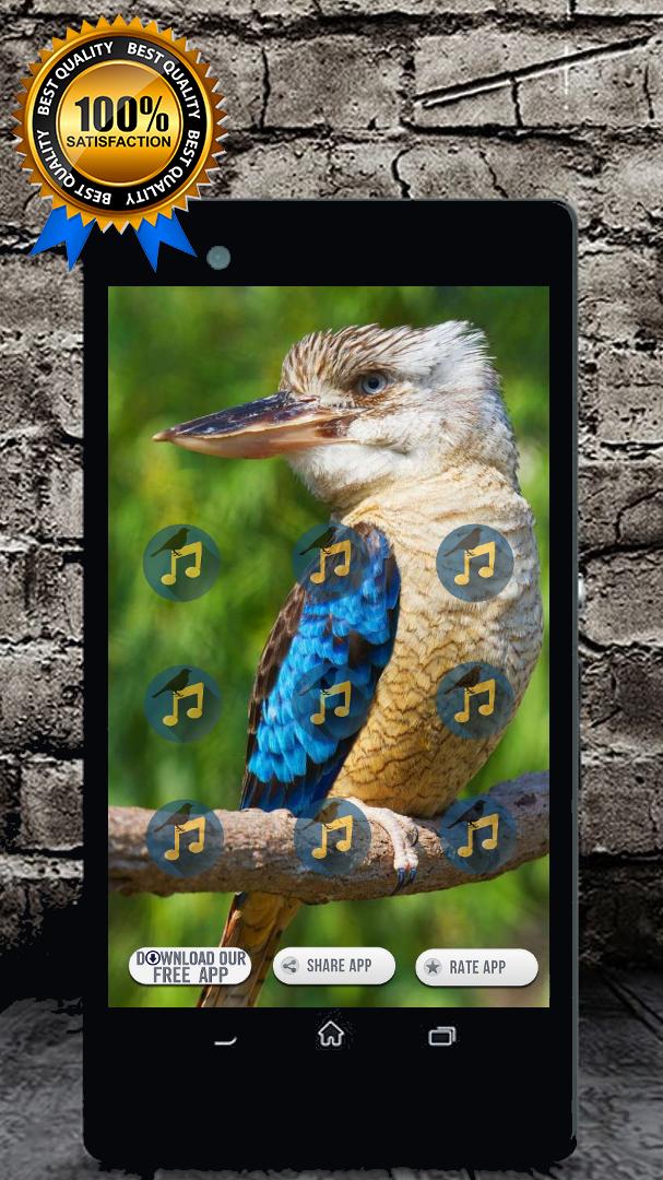 Blue Winged Kookaburra Call : Kookaburra Song APK for Android Download
