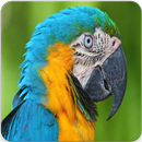 Blue and Yellow Macaw Sounds : Macaw Parrot Sounds APK
