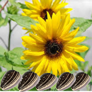 Health Benefits of Sunflower APK