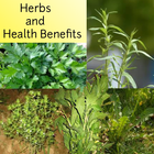 Ervas e benefícios à saúde ícone