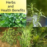 Ervas e benefícios à saúde Cartaz