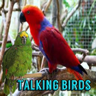 آیکون‌ Talking Birds