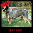 Blue Heeler APK