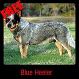 Blue Heeler icône