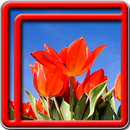 hoa tulip sống hình nền APK