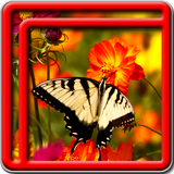 Best Butterfly Live Wallpapers icon