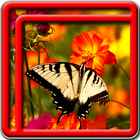 Best Butterfly Live Wallpapers আইকন